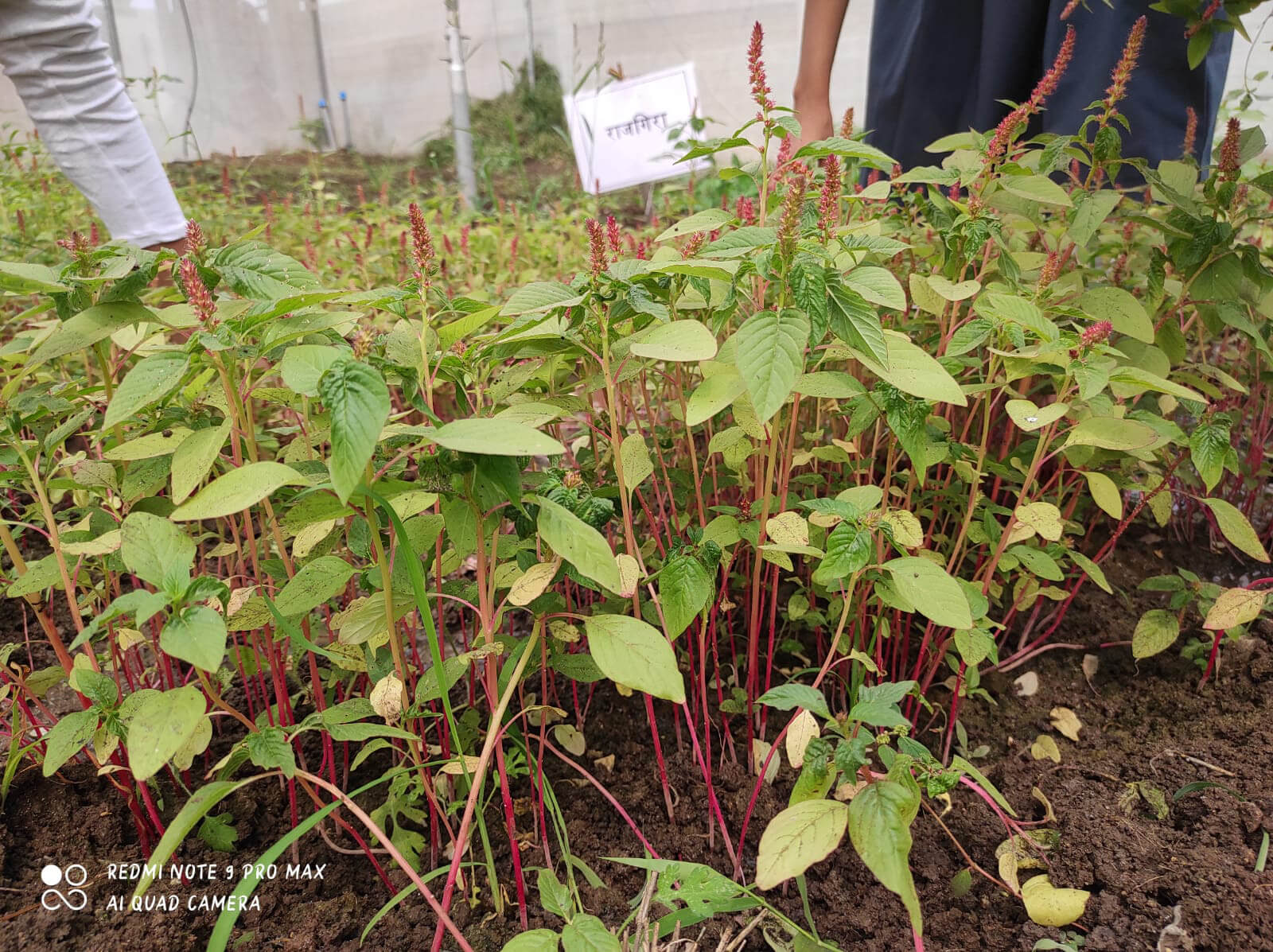 Wild Veg 10