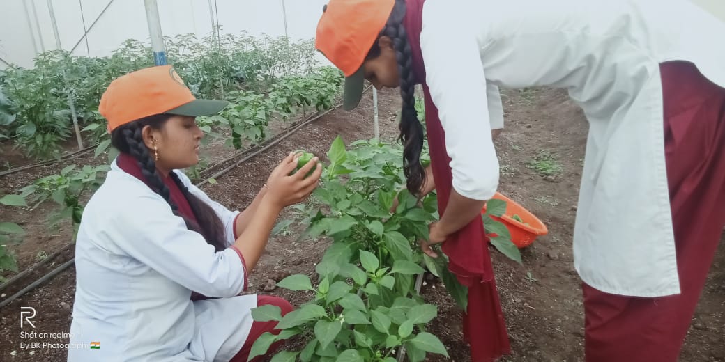 Capsicum 4