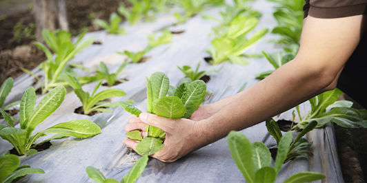 Organic Agri-Diversity